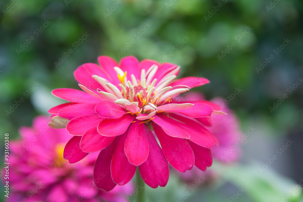 Fototapeta premium Vivid close up Zinnia flower