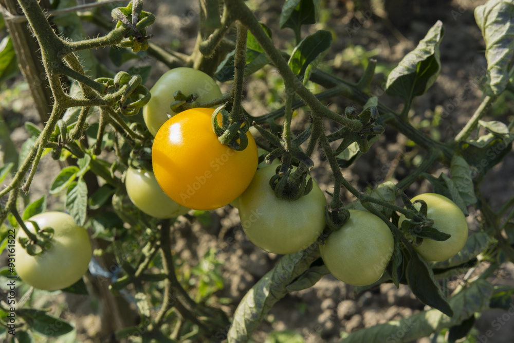 yellow tomato growing on plant