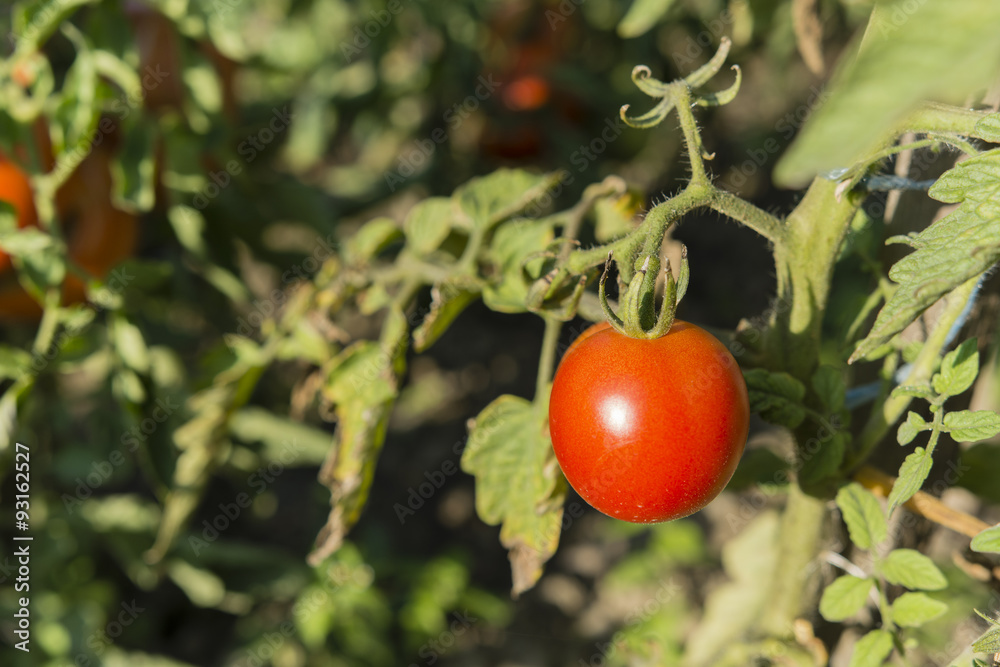 red tomato growing on the plant red tomato growing on the plant