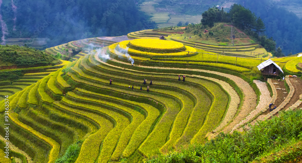 Rice fields on terraced of Mu Cang Chai , Vietnam. Rice fields on terraced of Mu Cang Chai , Vietnam.
