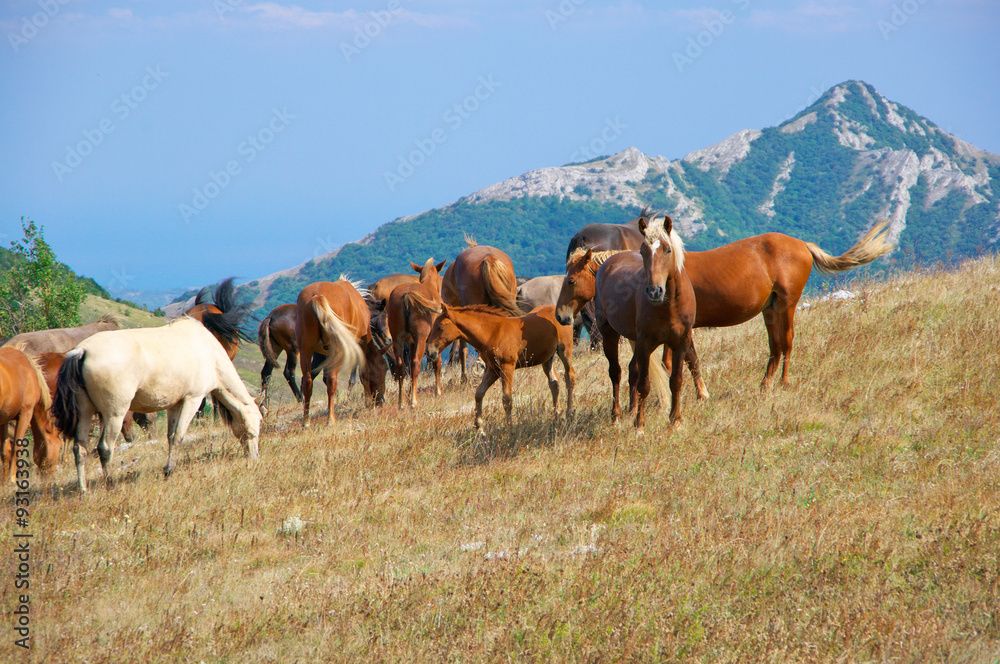 Mountain pasture with horses