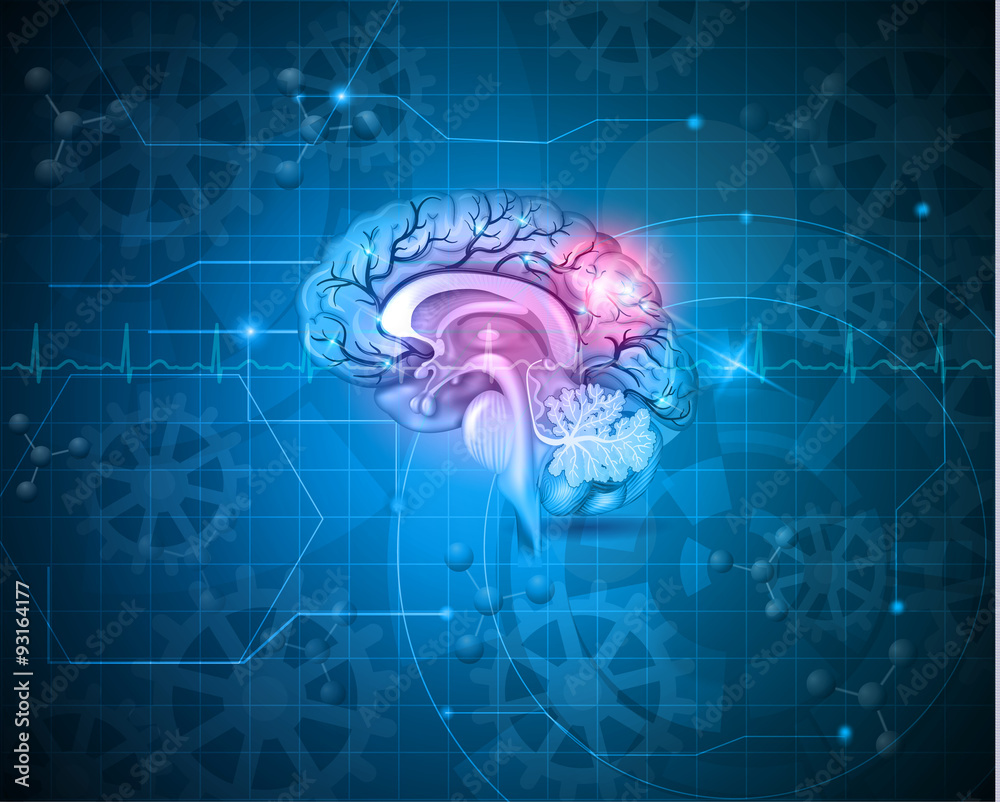 Human brain abstract light blue background Stock Vector | Adobe Stock