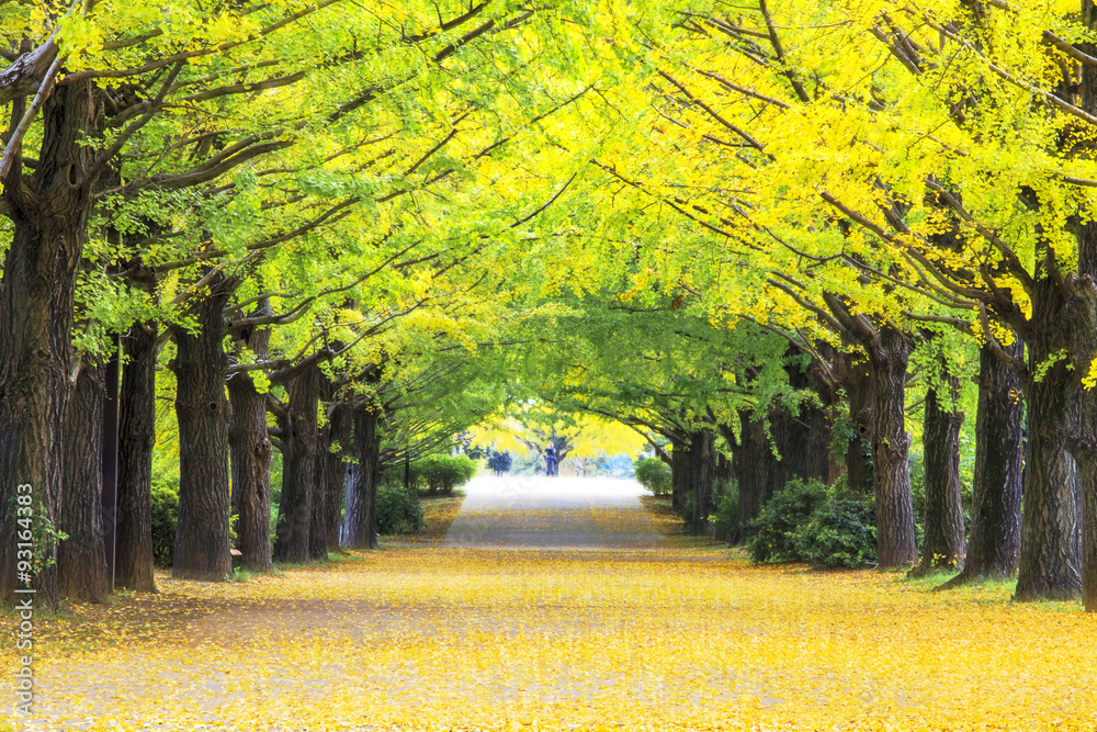 Yellow autumn color adorns the trees in this grove of Ginkgo tre - obrazy, fototapety, plakaty 