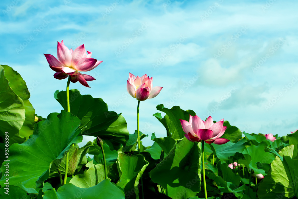 Lotus flower and Lotus flower plants Lotus flower and Lotus flower plants