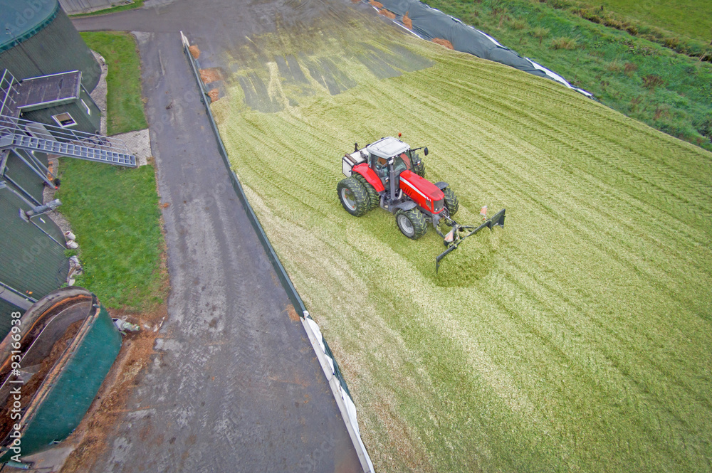 Silomaisernte - Traktor verdichtet Maishaufen, Luftbild