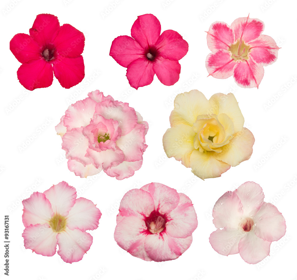 Various adenium flower colors on white background