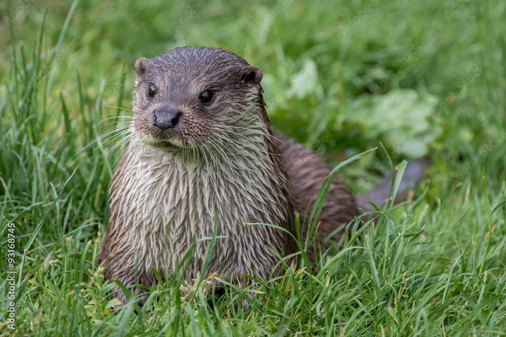 Otter lying on grass with green grass background Otter lying on grass with green grass background