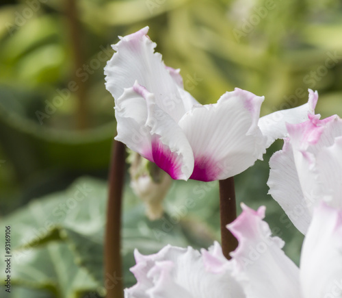 cyclamen in the garden