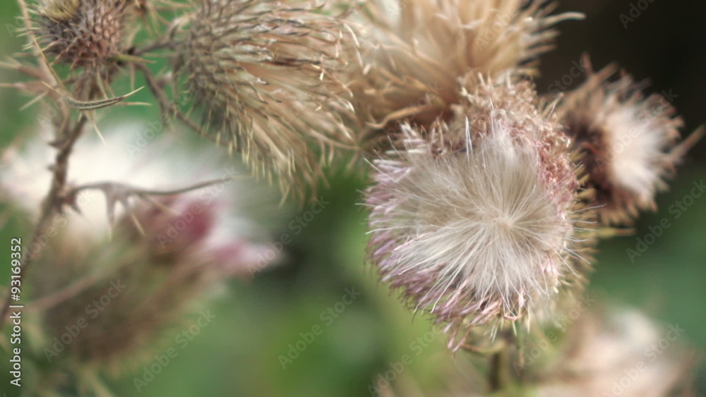 Dry flower thistle flower Dry flower thistle flower