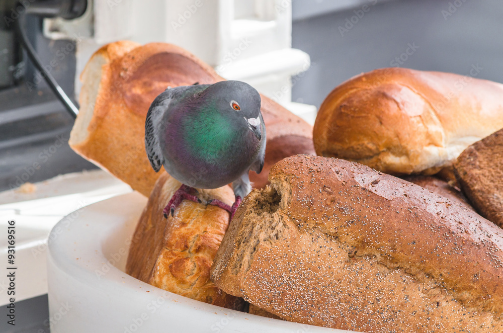 Taube frißt das Brot an d Stock Photo Adobe Stock
