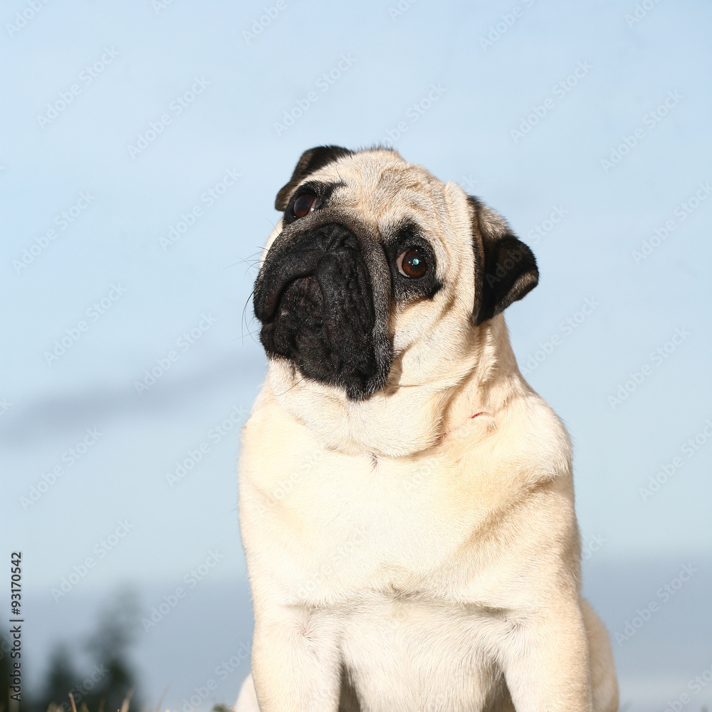 Obraz premium pug-dog