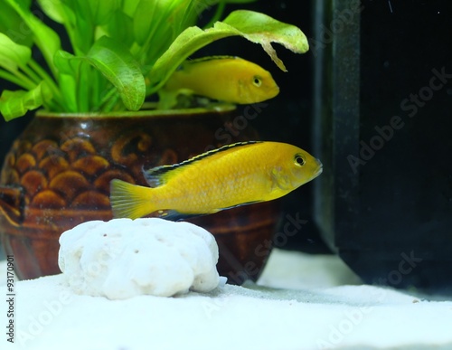 A male Labidochromis caeruleus Yellow. Aquarium fish species of Lake Malawi cichlids. photo