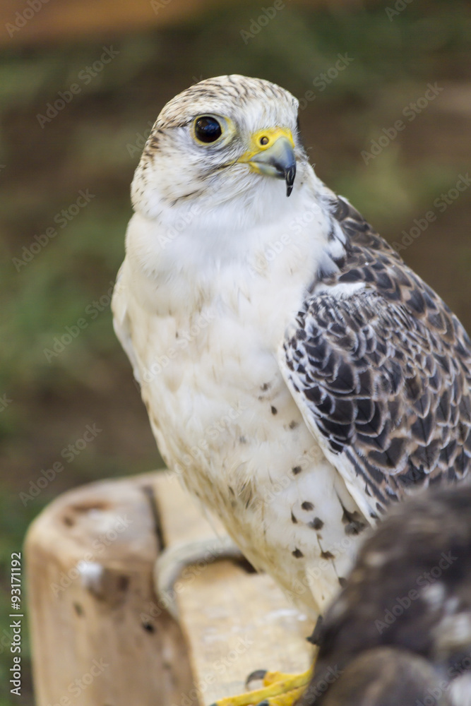 Obraz premium cute hawk