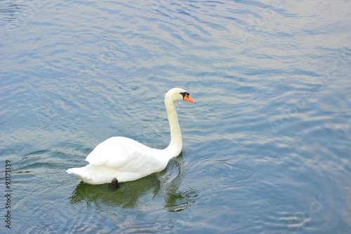 Swan