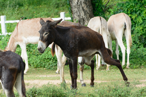 A mule pee-pee on the grass 