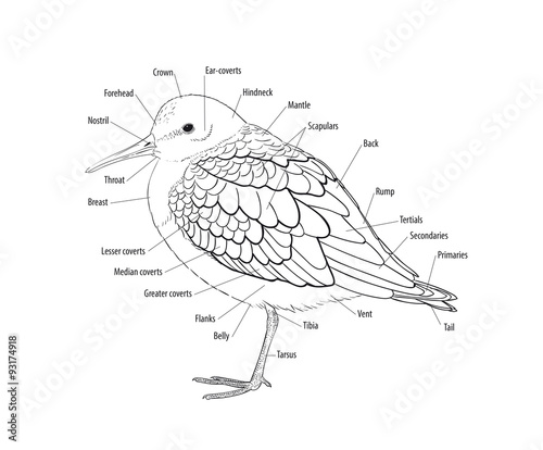 Quadro su tela Topography of a bird