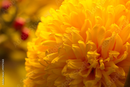 gelbe Dahlienbl  te mit Herbszweigen im Hintergrund