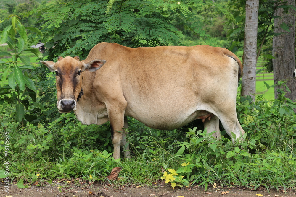 Curious cow eating grass at the field. Curious cow eating grass at the field.