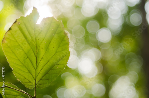 Зеленый осиновый лист на размытом фоне © ola_pisarenko