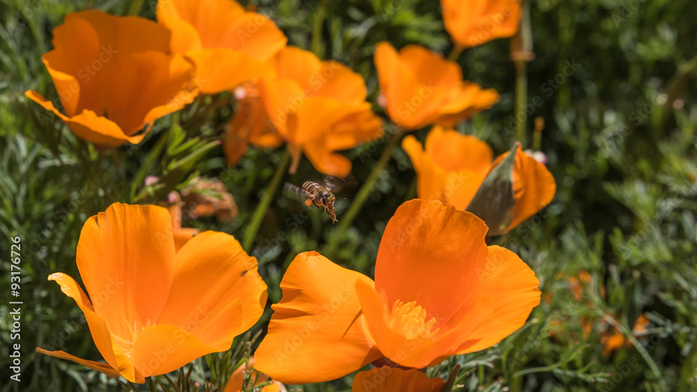 Orange flower with a bee feeding, photographed in Chiang Mai, Thailand Orange flower with a bee feeding, photographed in Chiang Mai, Thailand