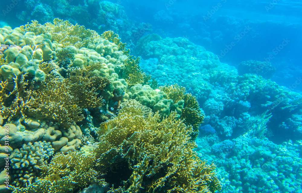 Tranquil underwater scene with copy space