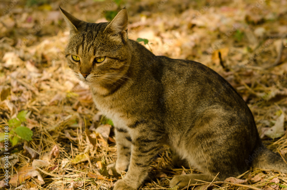 Полосатый кот в осеннем лесу
