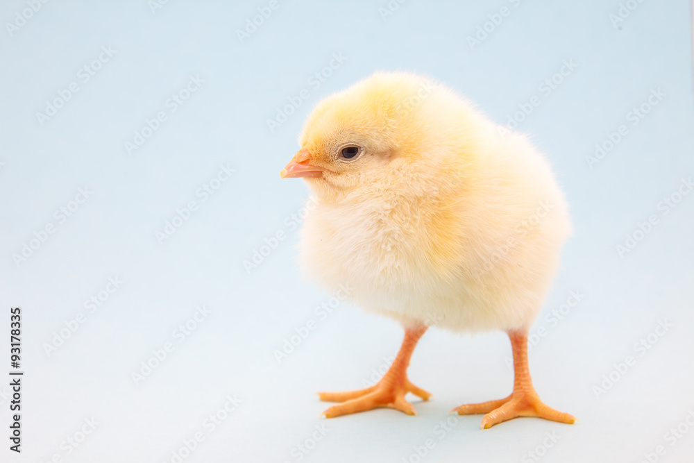 Obraz premium Cute little chick on light blue background