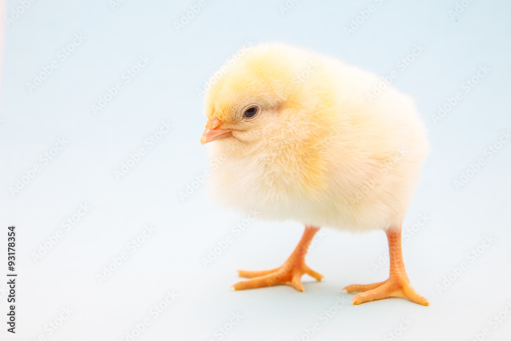 Cute little chick on light blue background Cute little chick on light blue background