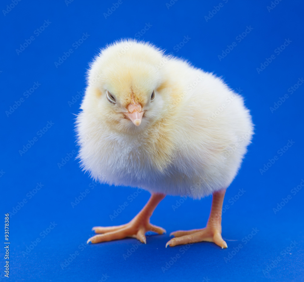 Cute little chick on blue background Cute little chick on blue background