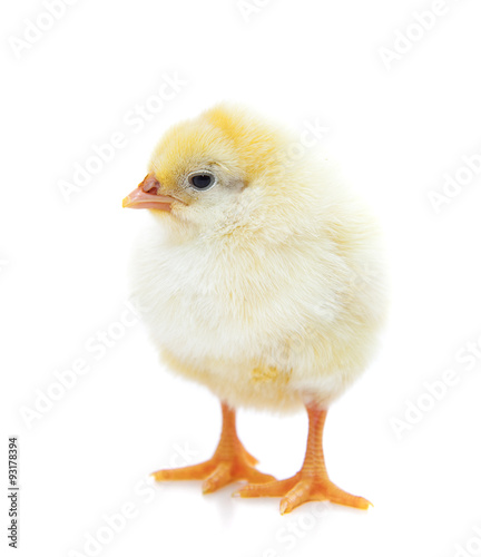 Cute little chick. All on white background