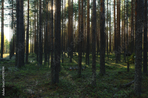 forest landscape in summer europe pine © kichigin19