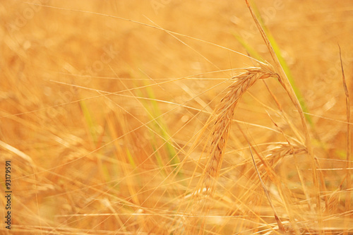 field landscape Indian summer grain harvest expanse