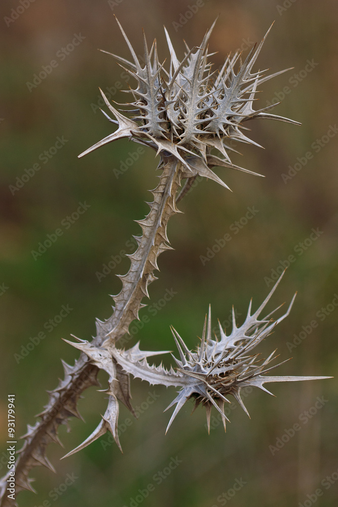 Dry thorn geometry, wild nature. Dry thorn geometry, wild nature.