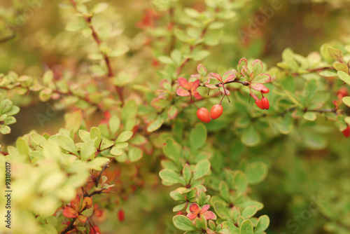 barberry berries on the bush in autumn