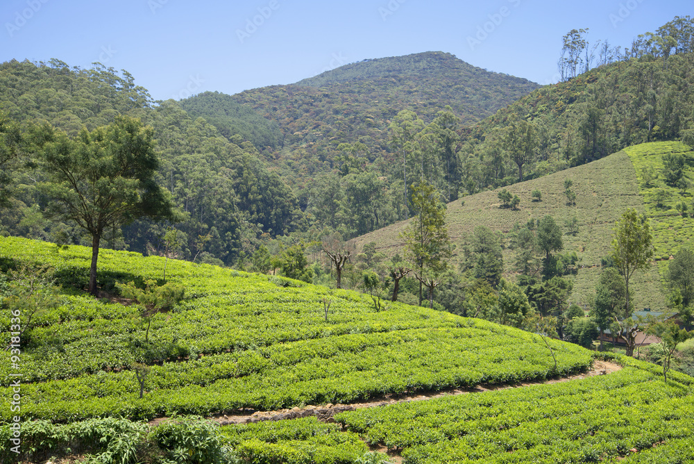Чайные плантации в районе Нувара Элиа. Шри-Ланка