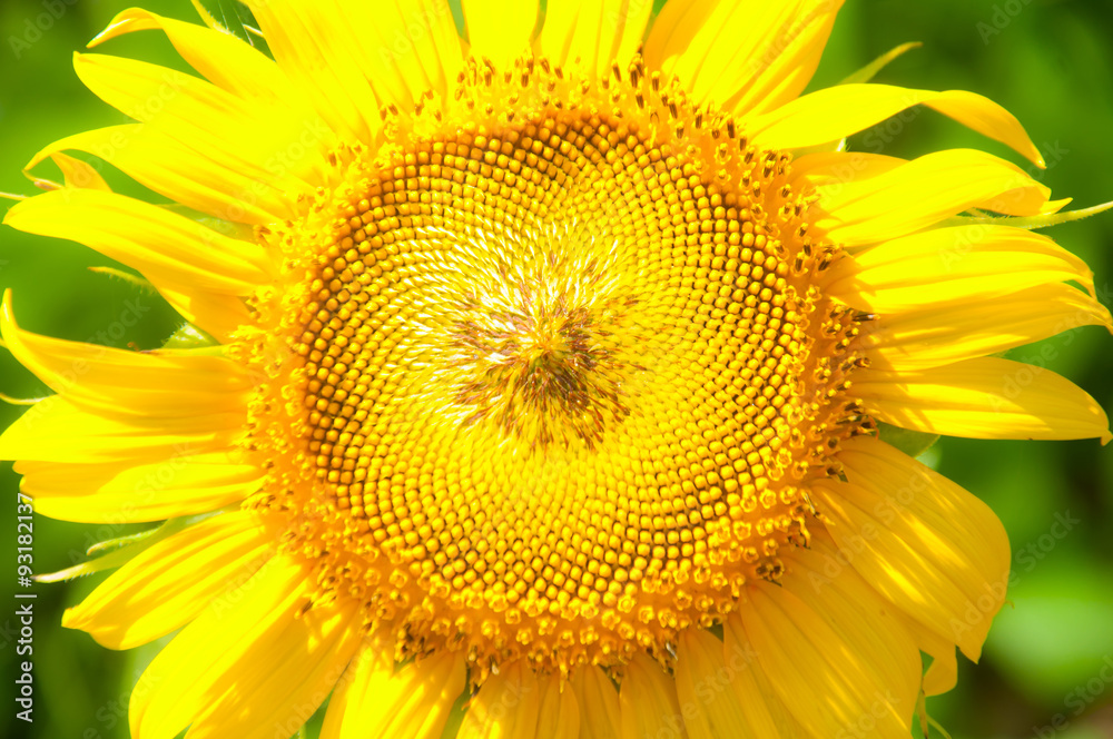 sunflower sunflower