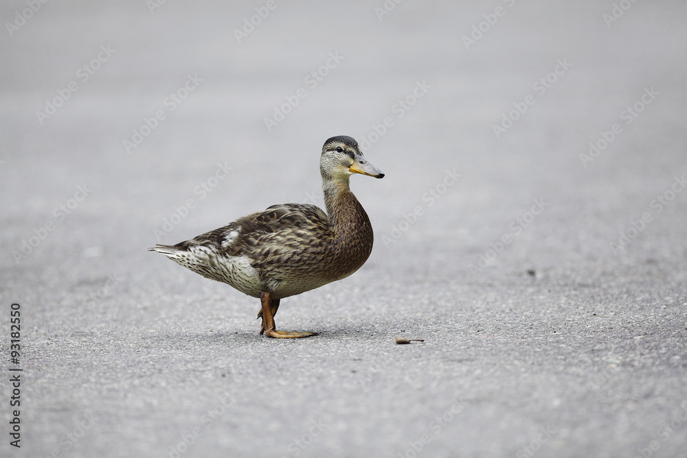 duck in city park duck in city park