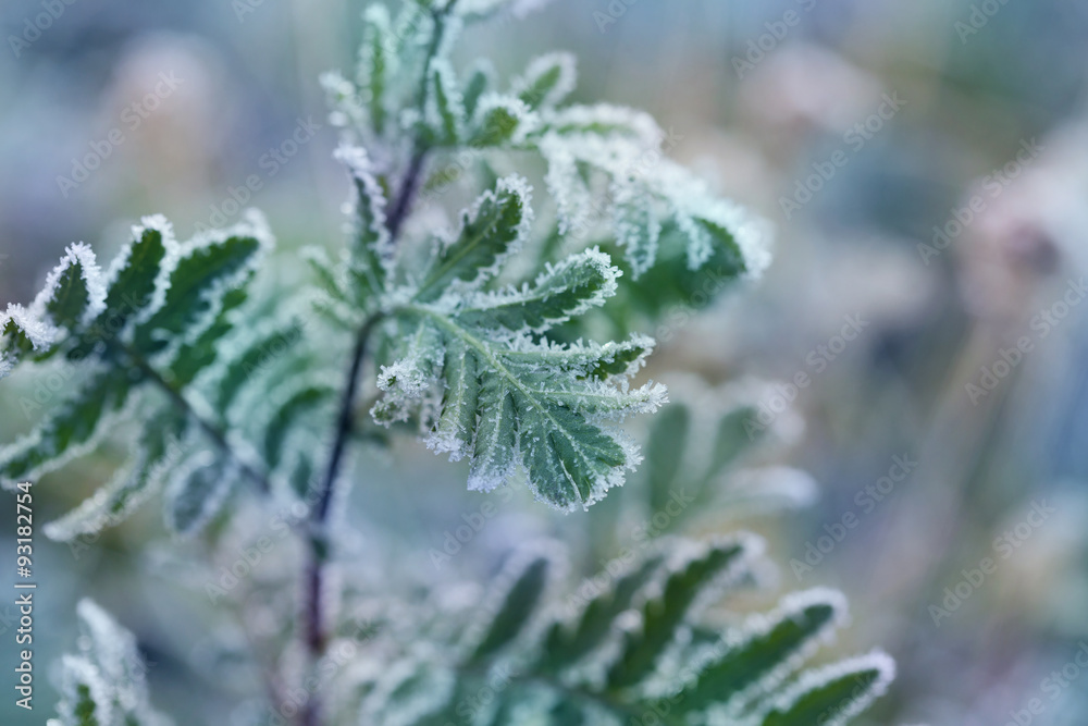 Plant covered with frost, hoarfrost or rime in winter morning, natural background Plant covered with frost, hoarfrost or rime in winter morning, natural background