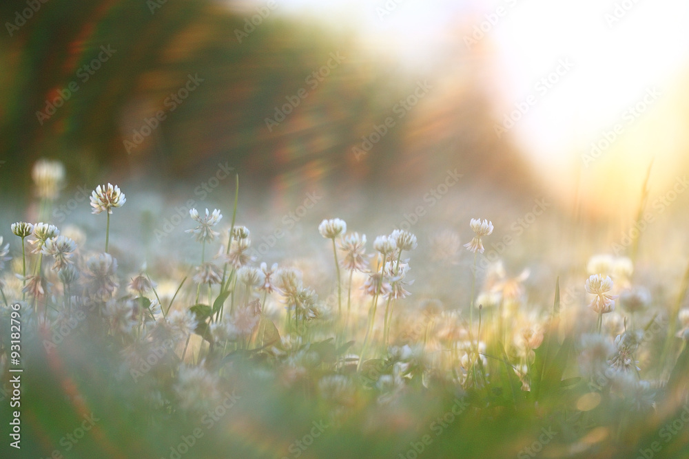 Fototapeta premium summer landscape background sun flowers Rays