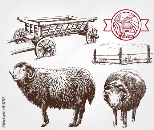 sheep breeding