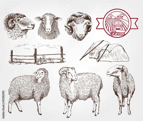 sheep breeding