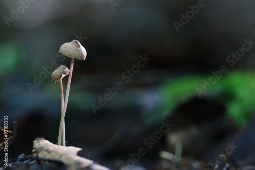 poisonous mushrooms in the forest