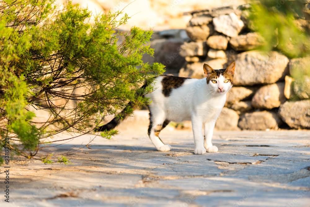 stray cat in a greek alley