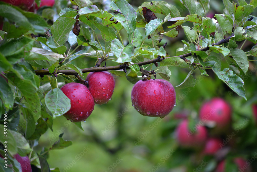 Apple fruits in october ready for harvesting in orchard