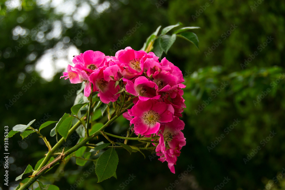 Fototapeta premium flowers