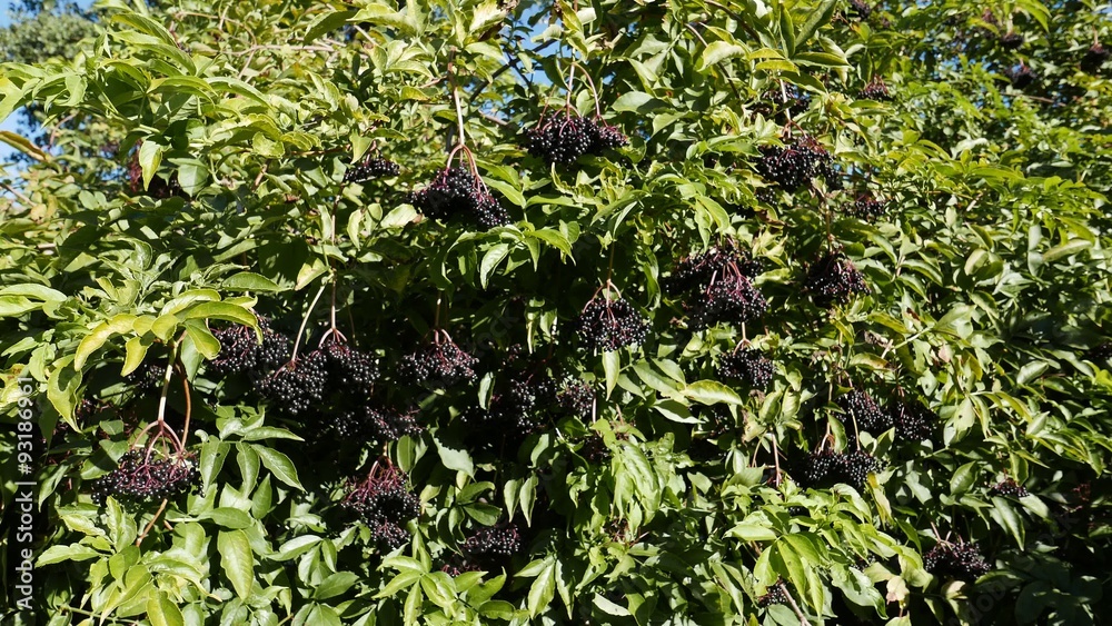 A Cluster of Elderberries on the Tree, autumn A Cluster of Elderberries on the Tree, autumn
