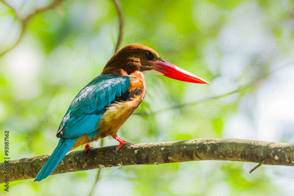 Fototapeta premium Zimorodek białogardły (Halcyon smyrnensis) na gałęzi