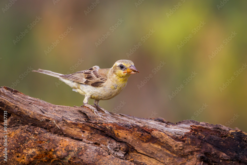 Female Plain-backed Sparrow (Passer flaveolus) Female Plain-backed Sparrow (Passer flaveolus)