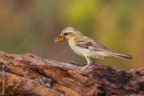 Female Plain-backed Sparrow (Passer flaveolus)  in 
