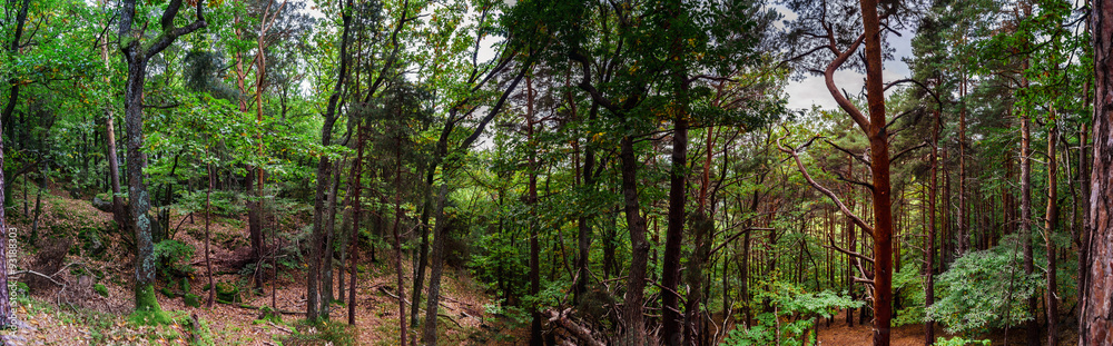 Fototapeta premium Beautiful pine-tree forest in Alsace mountains, autumnal colors,